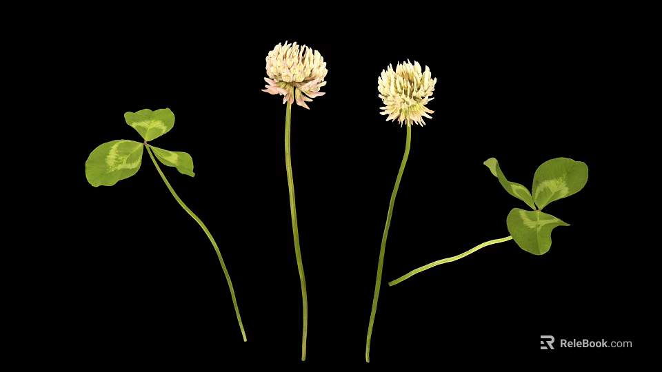 White Clover Flowers with Slender Stems and Clover Shaped Green Leaves on Black Background 3d model 