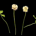 White Clover Flowers with Slender Stems and Clover Shaped Green Leaves on Black Background