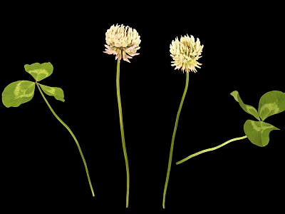 White Clover Flowers with Slender Stems and Clover Shaped Green Leaves on Black Background 3d model