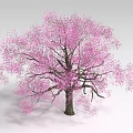 Pink Flowering Shrub With Vibrant Blooms And Brown Stem In Garden