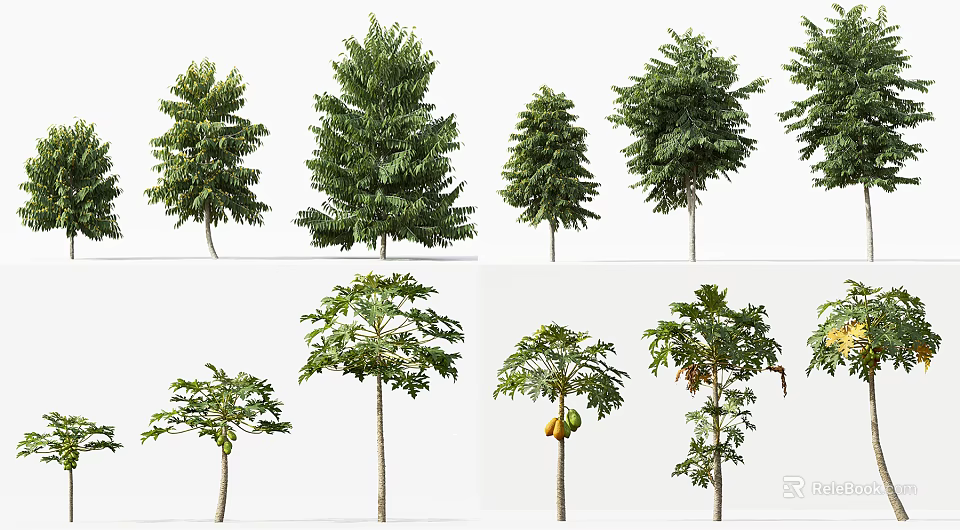 Different Arbor Varieties With Green Leaves And Tall Trunks 3d model 