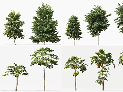 Different Arbor Varieties With Green Leaves And Tall Trunks 3d model