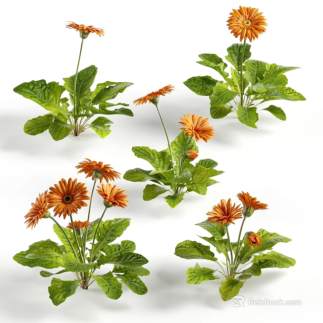 Vibrant Orange Gerbera Daisies With Fresh Green Leaves For Indoor Decoration 3d model 