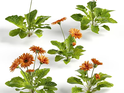Vibrant Orange Gerbera Daisies With Fresh Green Leaves For Indoor Decoration 3d model
