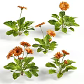 Vibrant Orange Gerbera Daisies With Fresh Green Leaves For Indoor Decoration