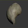 conch bone snail field snail shellfish marine animal fish freshwater fish marine fish animal 3d model