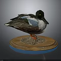 Taxidermy Duck with Colorful Feathers Black Head and Orange Feet on Wooden Base
