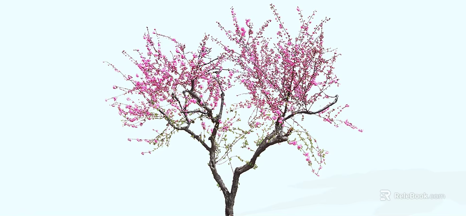 Elegant Tree with Pink Blossoms Dense Blooms and Slender Branches in Light Background 3d model 