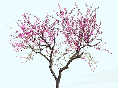 Elegant Tree with Pink Blossoms Dense Blooms and Slender Branches in Light Background 3d model