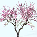 Elegant Tree with Pink Blossoms Dense Blooms and Slender Branches in Light Background