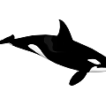 Large Black And White Orca Aquatic Animal Swimming In The Ocean
