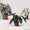 Lush Potted Plants With Large Green Leaves Variegated Foliage And Terracotta Pots On White Stands