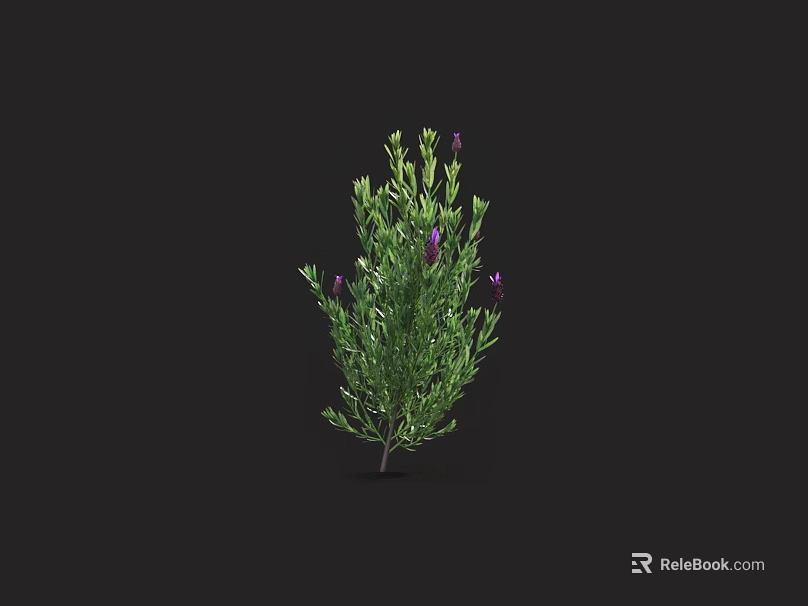 Lush Green Plant With Blooming Purple Flowers Isolated On Black Backdrop 3d model 