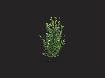 Lush Green Plant With Blooming Purple Flowers Isolated On Black Backdrop 3d model