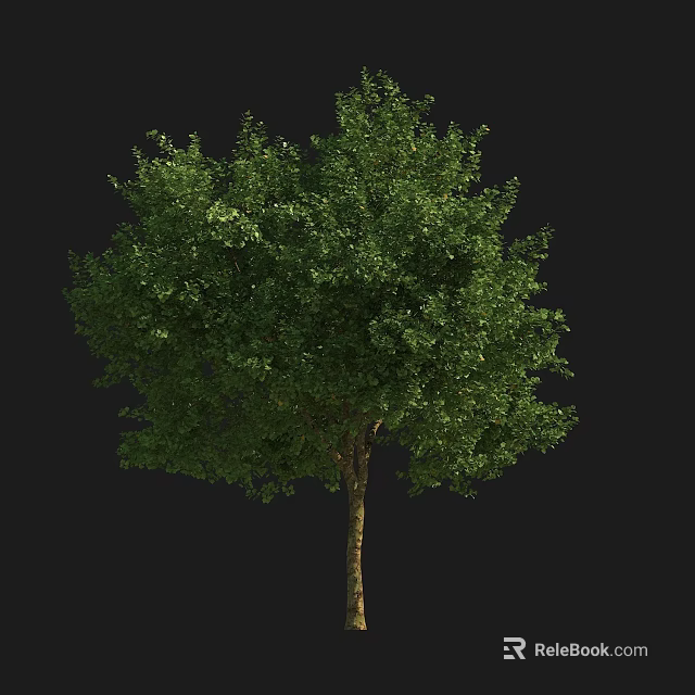 Lush Green Tree with Dense Foliage and Sturdy Trunk in Natural Growth 3d model 