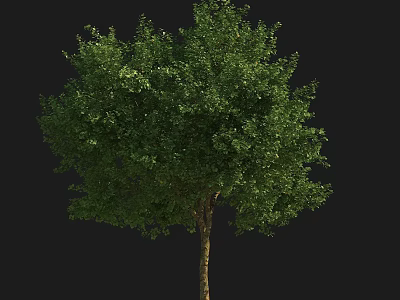 Lush Green Tree with Dense Foliage and Sturdy Trunk in Natural Growth 3d model