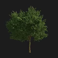 Lush Green Tree with Dense Foliage and Sturdy Trunk in Natural Growth