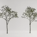 Modern Tree Landscape Tree 3d model