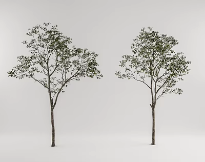 Two Trees With Slender Trunks And Lush Green Foliage On White Background 3d model