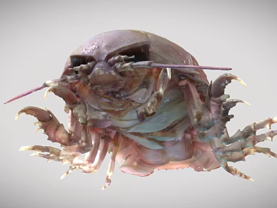 modern animal giant isopod 3d model