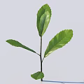 Fresh Green Plant With Slender Stem And Glossy Leaves On Light Background