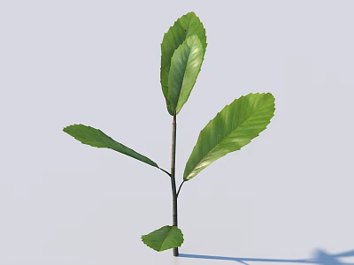 Fresh Green Plant With Slender Stem And Glossy Leaves On Light Background 3d model