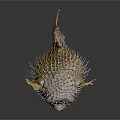 Aquatic Pufferfish With Spiky Exterior And Prominent Eyes On Reflective Surface