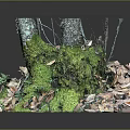 Natural Forest Ground Scene With Tree Stumps Covered In Green Moss And Fallen Leaves
