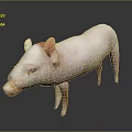 Cute Pink Piglet Standing On Gray Background With Smooth Skin And Adorable Posture