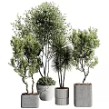Various Bonsai Potted Plants With Green Leafy Foliage And Stylish Planters