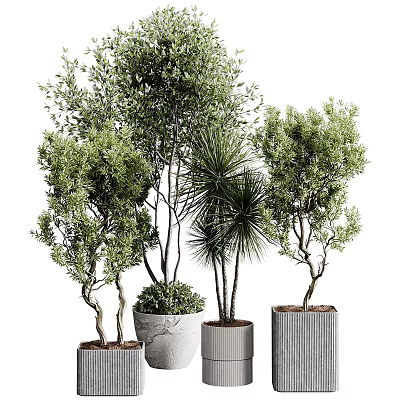 Various Bonsai Potted Plants With Green Leafy Foliage And Stylish Planters 3d model
