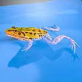 Yellow Frog With Black Spots Transparent Limbs On Blue Surface With Shadow 3d model