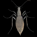 Shiny Black Beetle with Long Legs and Antennae on Black Background