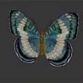 Vibrant Blue And White Butterfly with Patterned Wings on Dark Background Showing Reflection