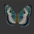 Modern Butterfly Colored Butterfly Tabby Butterfly Leaf Butterfly 3d model