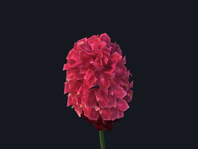 Vibrant Red Flower with Dense Petals Spherical Shape Green Stem and Black Background 3d model