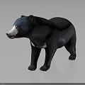 Realistic Black Bear 3D Model With Black Fur White Face And Chest Patch 3d model