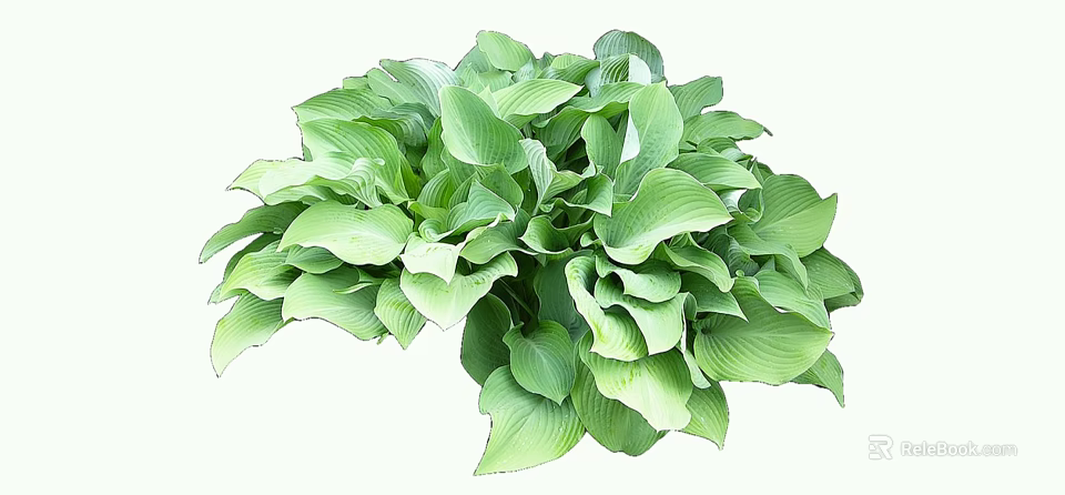 Lush Green Hosta Leaves With Large Heart Shaped Vibrant Foliage 3d model 