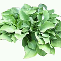 Lush Green Hosta Leaves With Large Heart Shaped Vibrant Foliage