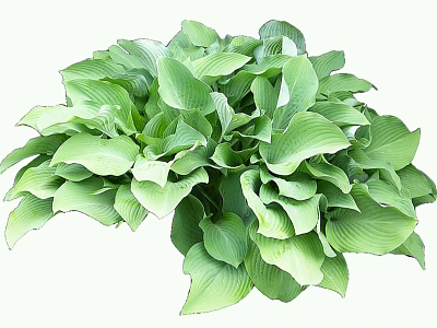 Lush Green Hosta Leaves With Large Heart Shaped Vibrant Foliage 3d model