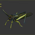 Modern grasshopper insect cartoon locust 3d model
