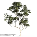 Arbor Trees With Lush Green Foliage And Slender Trunks In Detail View