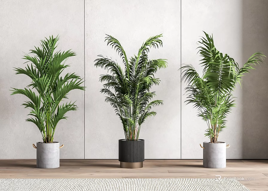 Lush Green Indoor Potted Plants in Various Pots with Light Walls Wooden Floor and Rug 3d model 