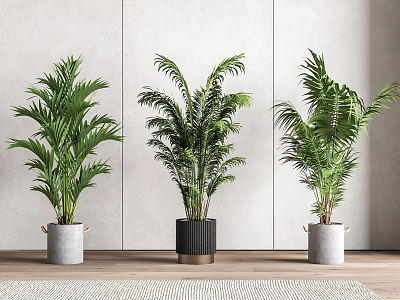 Lush Green Indoor Potted Plants in Various Pots with Light Walls Wooden Floor and Rug 3d model