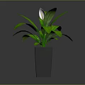 Peace Lily Indoor Plant With Green Leaves White Flower And Square Ceramic Pot