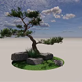 Pine Tree With Curved Trunk Green Foliage And Stones On Grass Under Blue Sky