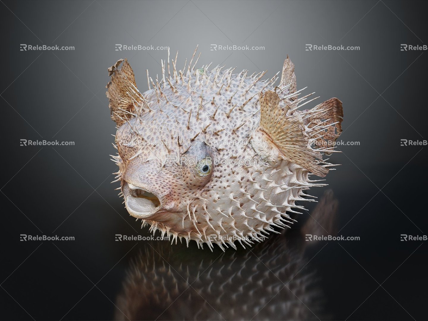 Modern thorn dolphin puffer fish marine animal fish 3d model