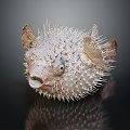 Modern thorn dolphin puffer fish marine animal fish 3d model