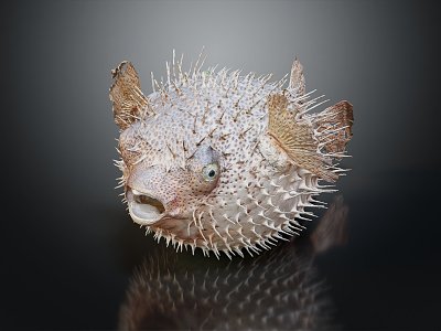 Modern thorn dolphin puffer fish marine animal fish 3d model