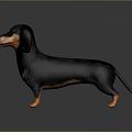 Realistic Black and Tan Dachshund 3D Model Standing on Gray Background 3d model